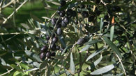 Olive Oil 2